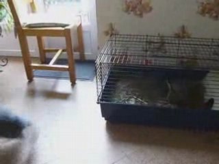 Milou et nenette_0001