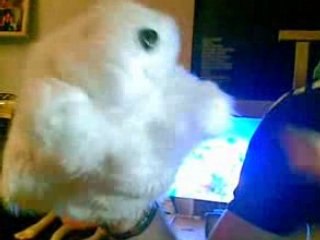 RDV chez Guiguix Tuning