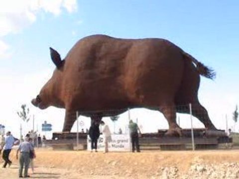 woinic sanglier champagne ardennes plus gros du monde