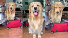 My Dog Packs My Bags | Tucker’s Funny Golden Retriever Reaction