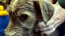 Muddy Stray Puppy's First Warm Bath 🥺🐾