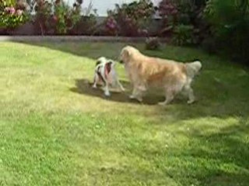 ALTO ET TEMPETE  en plein jeu