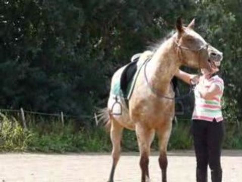 déplacement des hanches, flexions