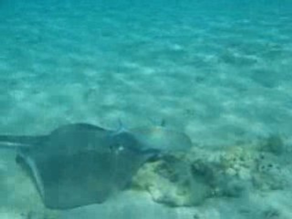 Raie pastenague Bora BOra