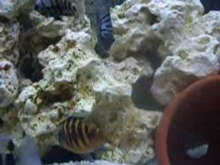 affrontements cichlasoma nigro vs labidochromis