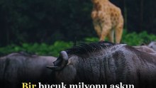 Serengeti'de büyük göçü hangi ay görürsün?