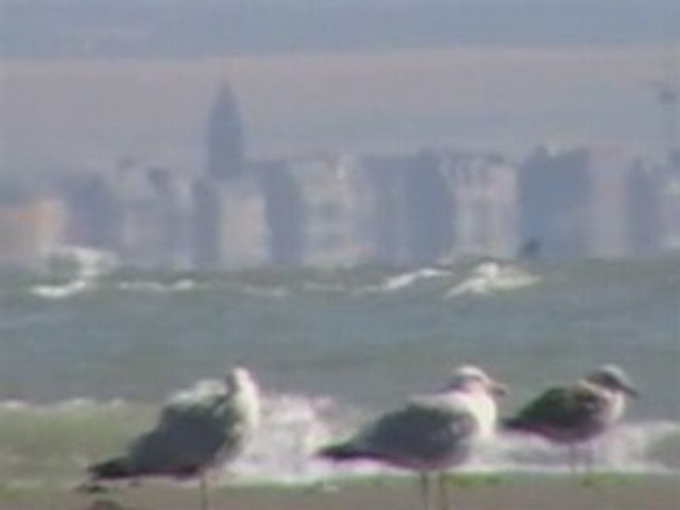 Oiseaux de mer