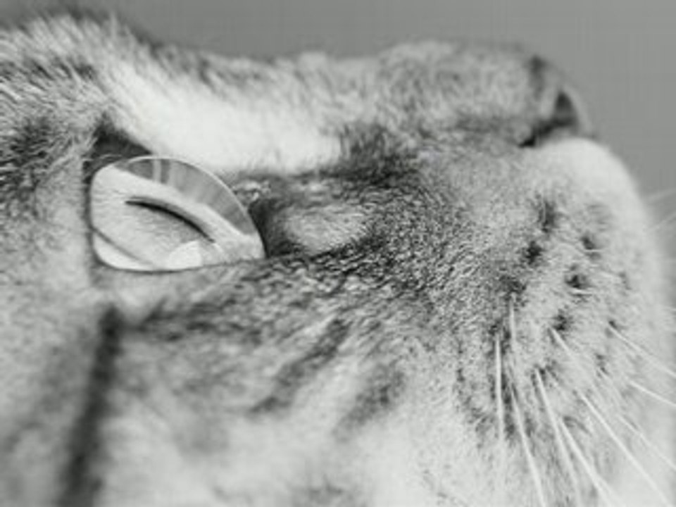 Ernesto Cortazar - Nights of Silk and Tears