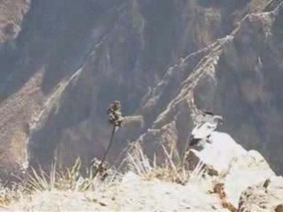 Condor2