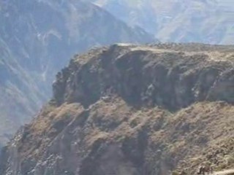 Condor3