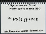 German Shepherd dog symptoms - Dog symptoms - GSD symptoms
