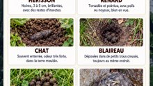 Crottes au jardin : qui est passé cette nuit ?