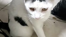 el #gato pernanca en la oficina llega a visitarme y a jugar un rato #shorts #animales #mascotas