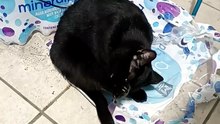 a la gata bombay le gusta acostarse en esa bolsa de plastico #shorts #animales #mascotas #felino