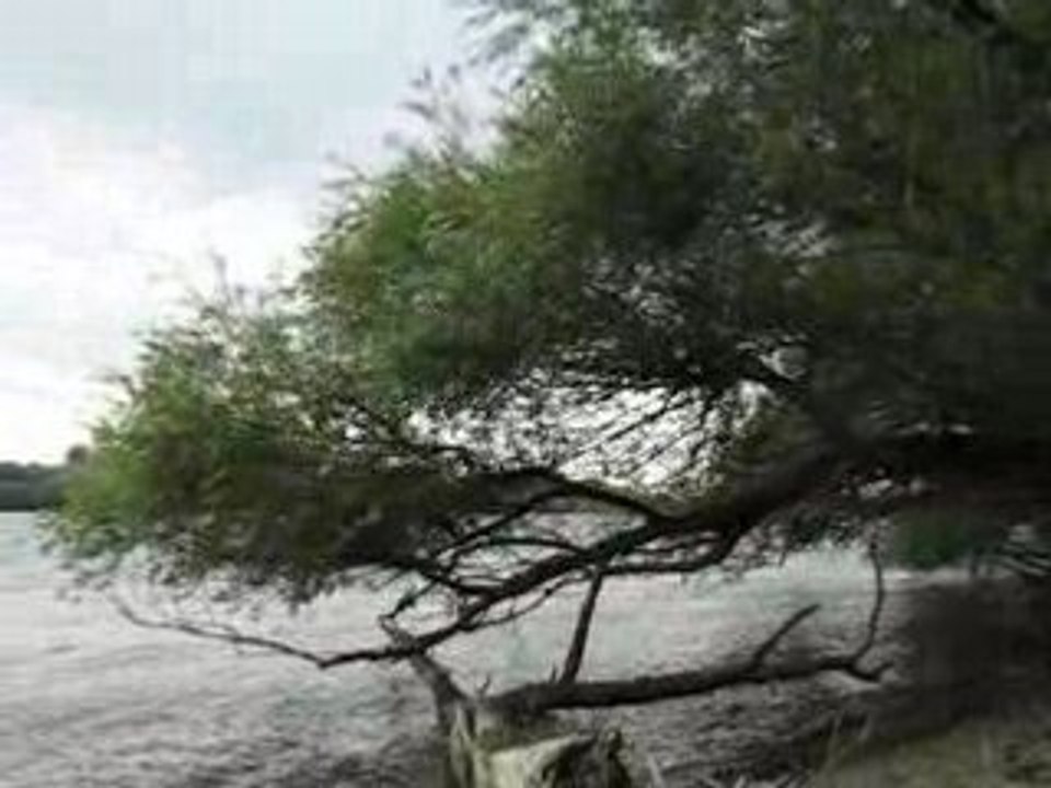 Rheinwellen bei Walluf im Rheingau