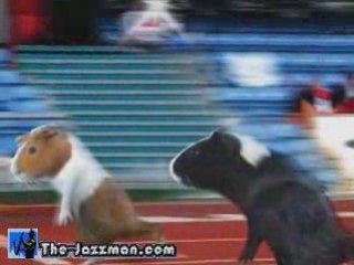 Guinea Pig Olympics