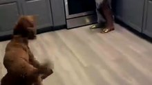 Top 3 Funniest Dog Scare Reactions Ever