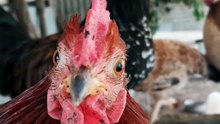 don_t be a chicken, because chickens are a very easy opponent to beat in any game 🤭🐔🏆 #chick