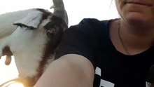 Why Né, why_! Scratching us in the most weird places 🤭 #goatsoftiktok #goat #farm