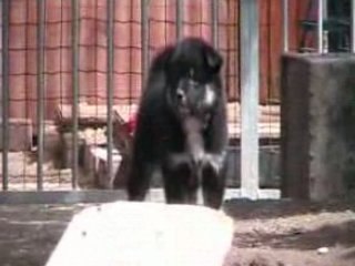 Les chiots, août 2008