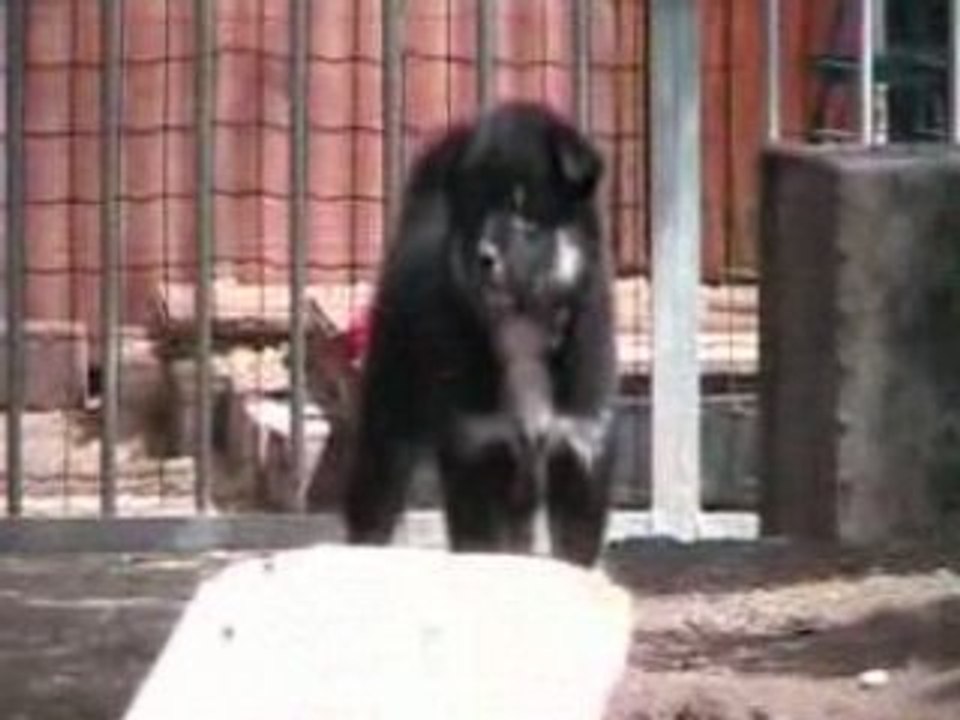 Les chiots, août 2008