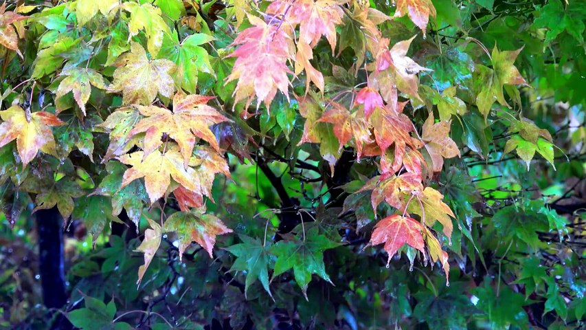 Automne Relaxant 🍂 Musique Douce & Feuilles