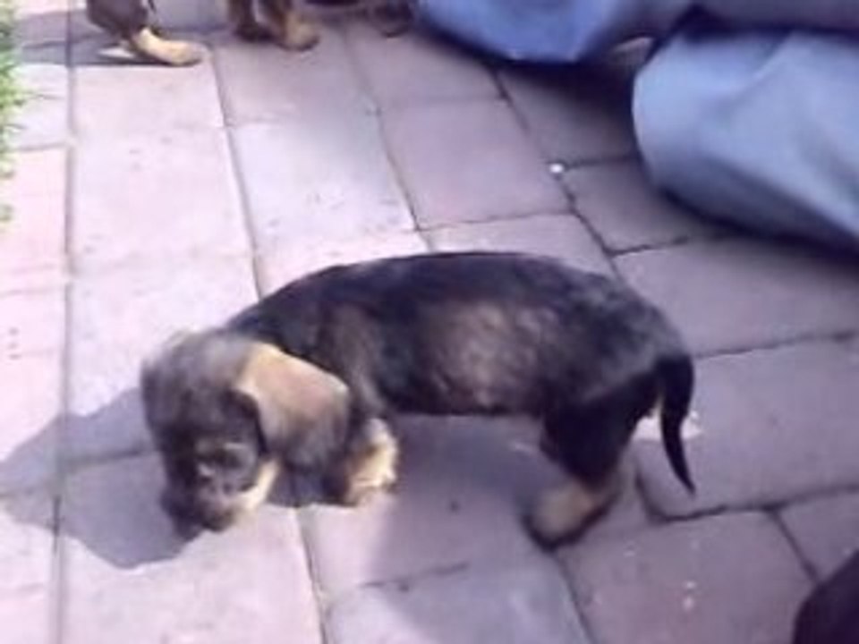 mini-dachshundfamily!!!