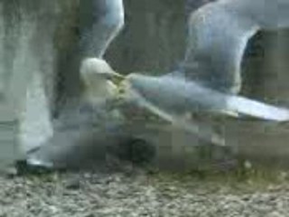 Combat de mouettes
