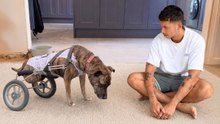 Winnie’s Second Chance After Being Thrown Off Brighton Pier