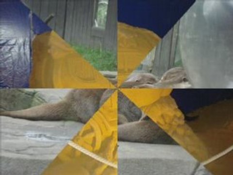 Loulou & Chouchou à Blankenberge