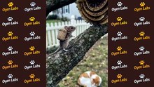 The Mouse Had a Crazy Trick to Get Some Honey… 😂 #funnyanimals #funnycats #animalcomedy