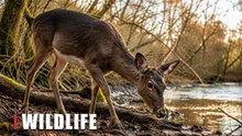 Wild Deer at the Riverbank | Hidden Wildlife Camera Footage