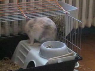 lapin nain qui boit sur sa maison