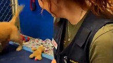 She Cried Tears of Joy Hugging This Rescue Puppy 🥹🐾