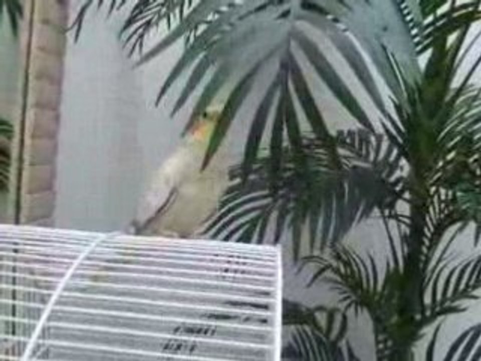 Calopsitte et hirondelle