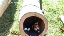 Man Finds Gecko Eggs in His Garden, and One Hatches in His Hand