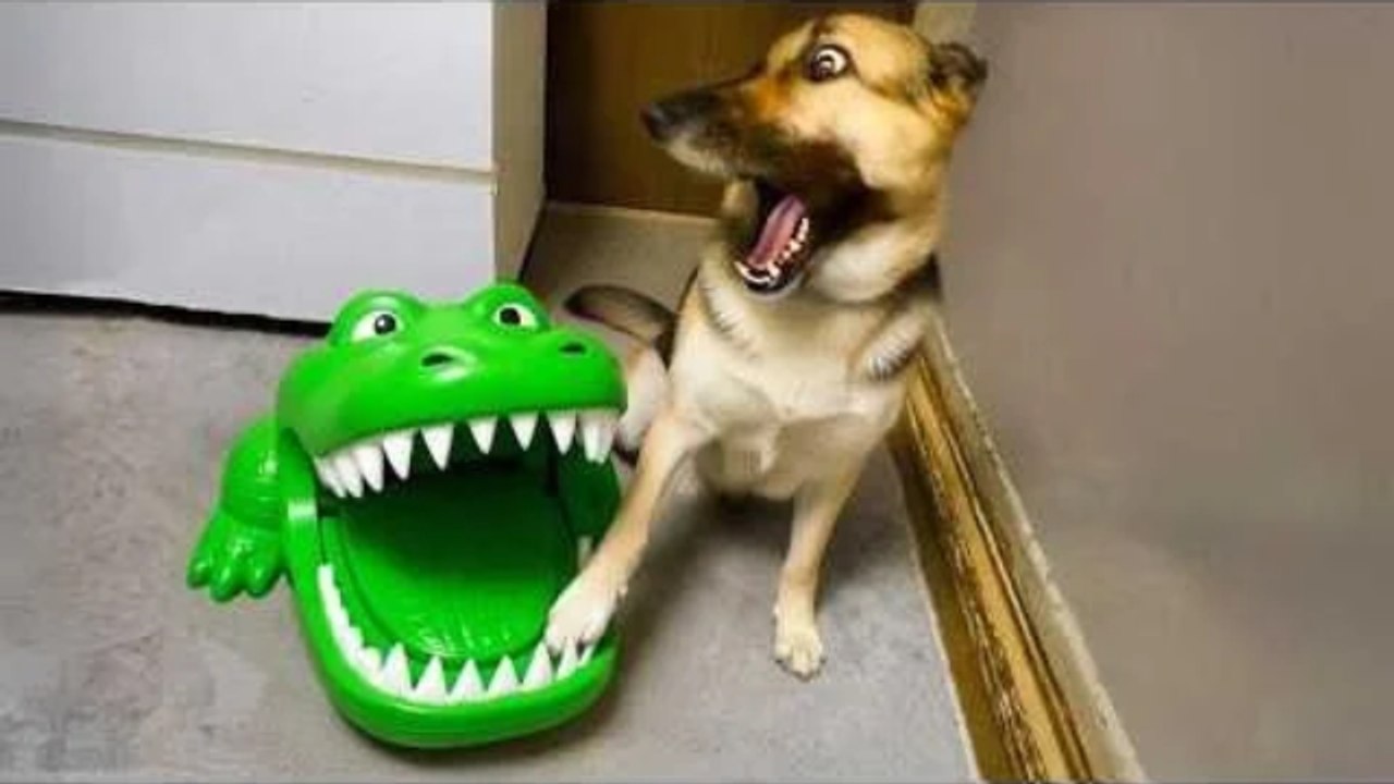 Lustige clips 2026 😂  die besten fails und alltagsmomente