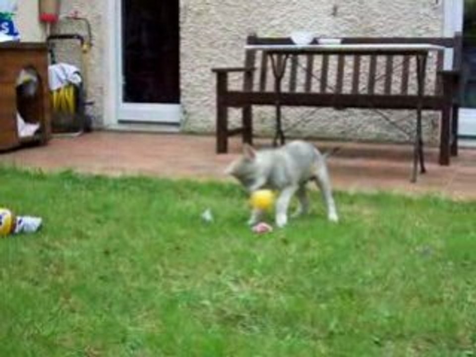 Diablo, chiot chien loup tcheque de 9 semaines qui joue