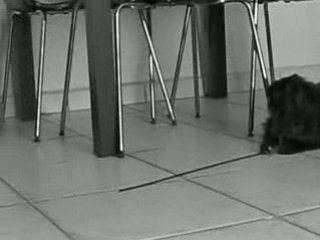 chasse à la souris..