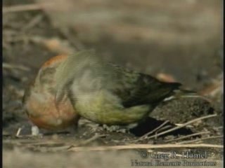 Bec-croisé des sapins