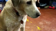 Timid Shelter Dog's First Brave Steps 🐾 A Trust Moment 🥹