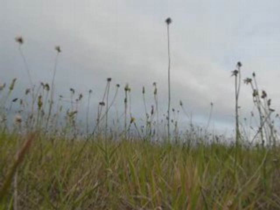 Trex 600 : Deuxième vol