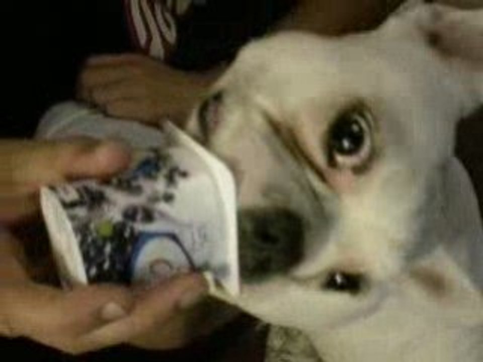 yoda et le pot de yaourt
