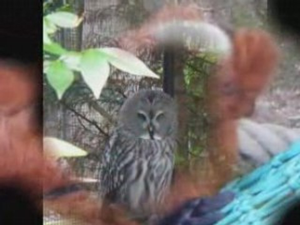 Zoo de lille