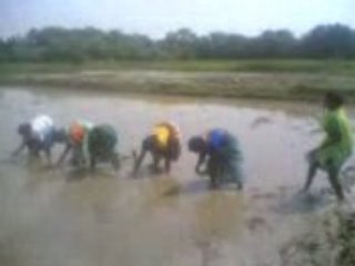 PSS "DHAN ROPAI"(planting rice) 2