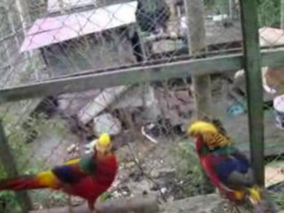 ach  ta  robota  wideo