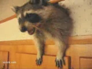 Raccon in the Kitchen Wall