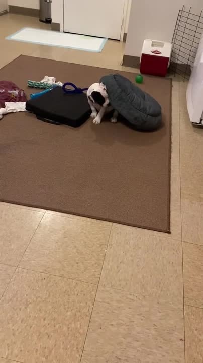Little Puppy Loves to Hide Under His Bed - video Dailymotion