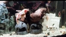 WWP Sm*ckdown (Funny Bristlenose Plecos Bumping Their Rubbery Heads Together)