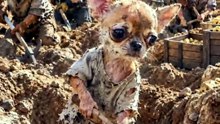 He Found the Gold… But the Hyenas Took It From Him!🐶😃  #Chihuahua #dog #pets #animal #aistory